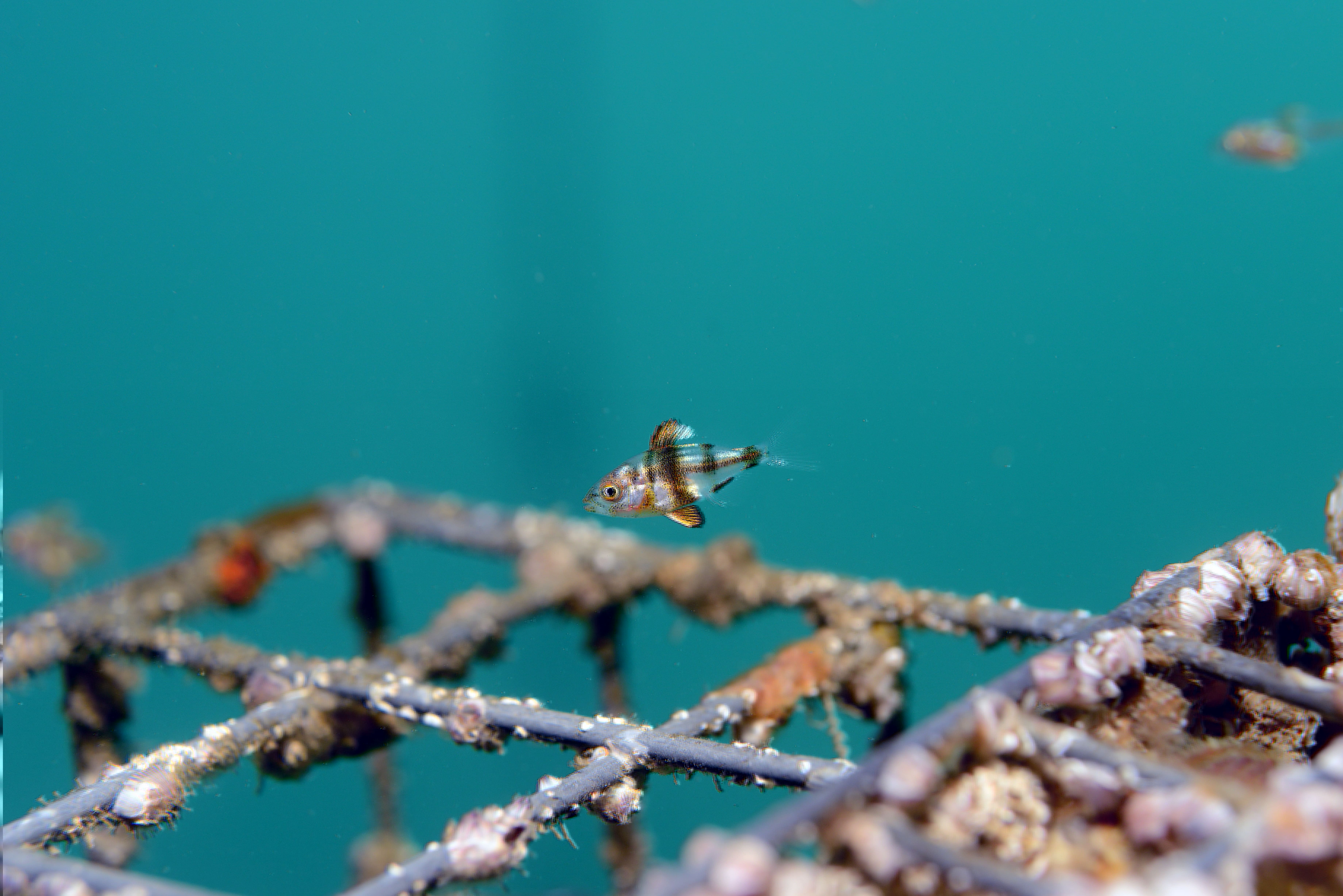 Biodiversité Ports Rade de Toulon