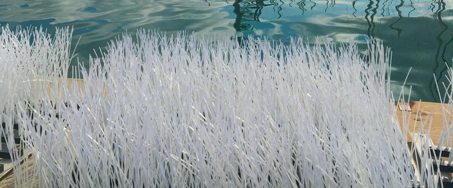 nurseries_a_poissons_0